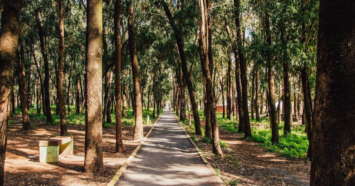 Caminho arborizado e iluminado pelo sol, ilustrando o retorno garantido ao Bolsa Família